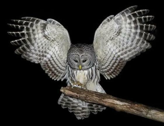 owl that eats rock pocket mouse