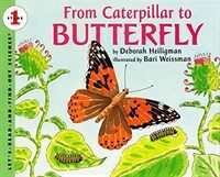 From caterpillar to butterfly 표지 이미지