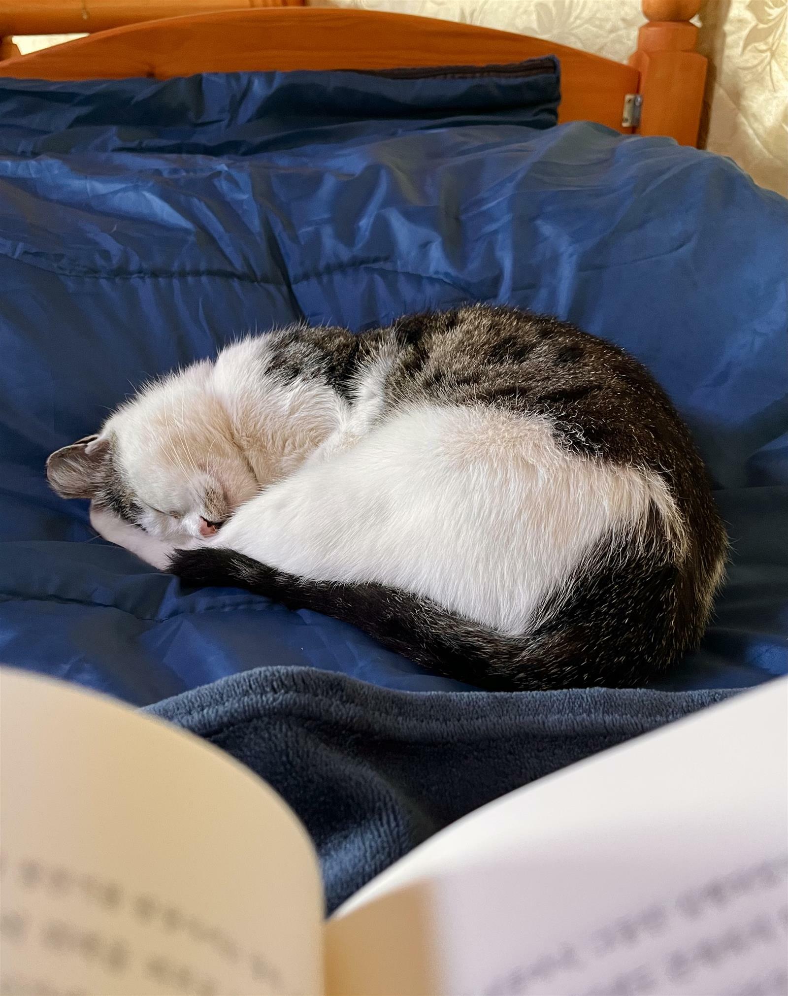 Da Yeon Jung님의 서재