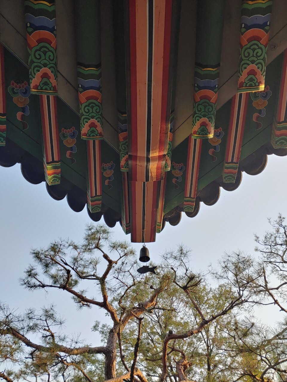 포도나무와 은행나무