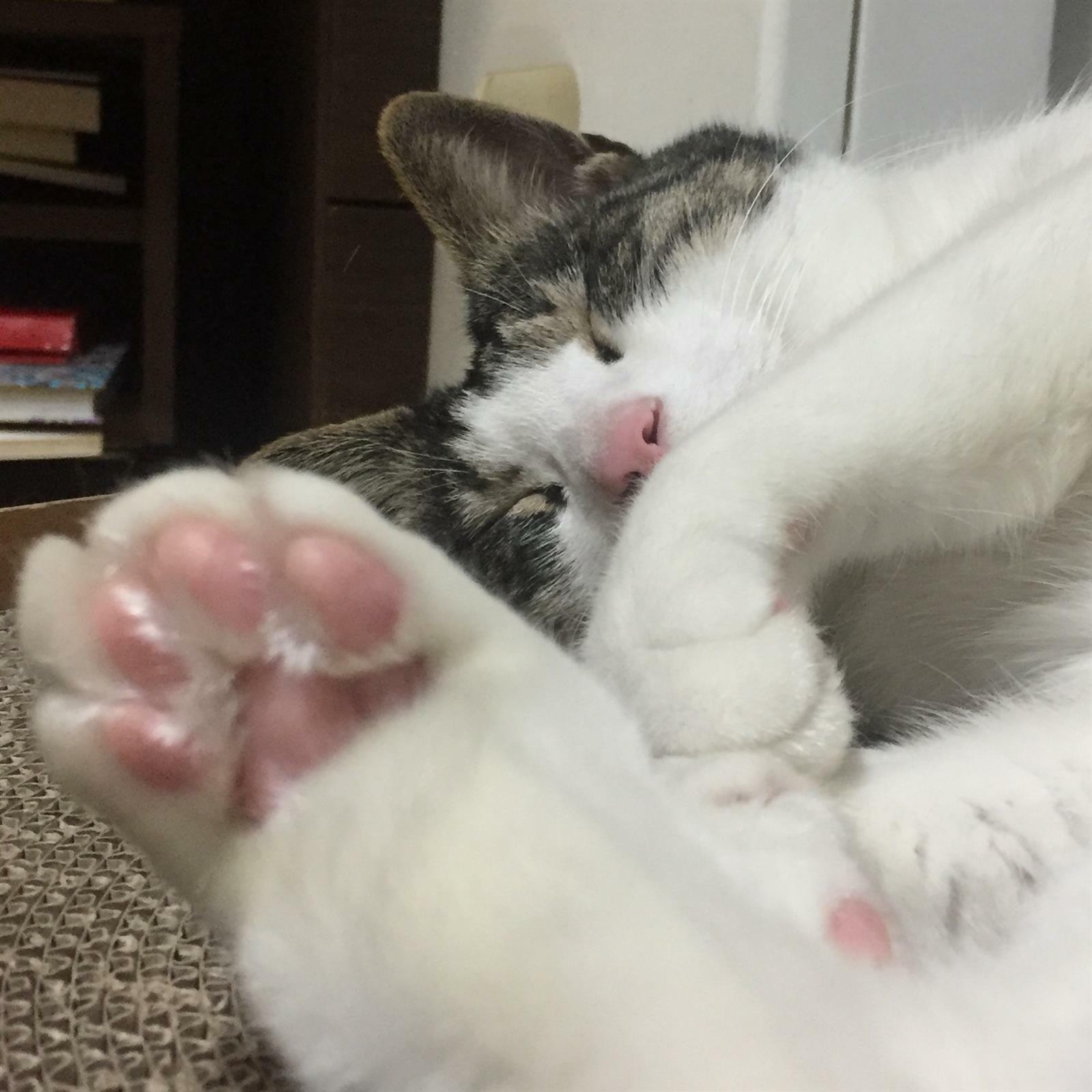먕이님의 서재