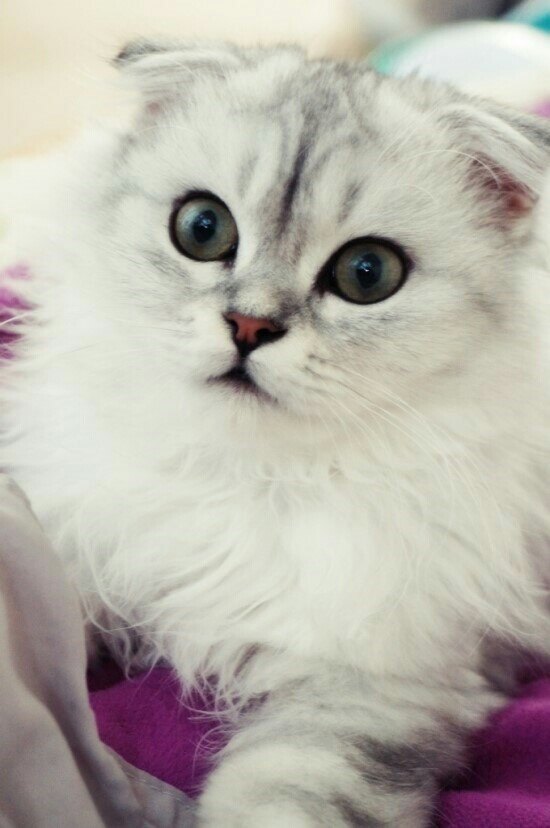 쿠쿠고양이님의 서재