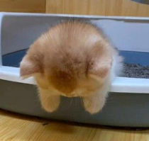 갓냥이의 아침은 시나브로 은하수