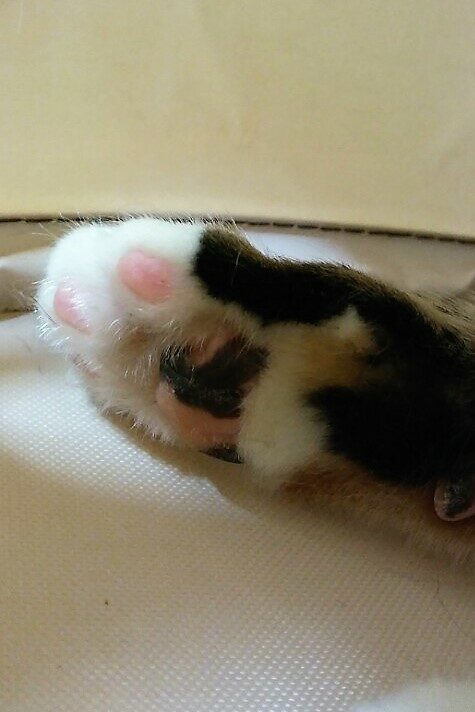 사슴돌님의 서재