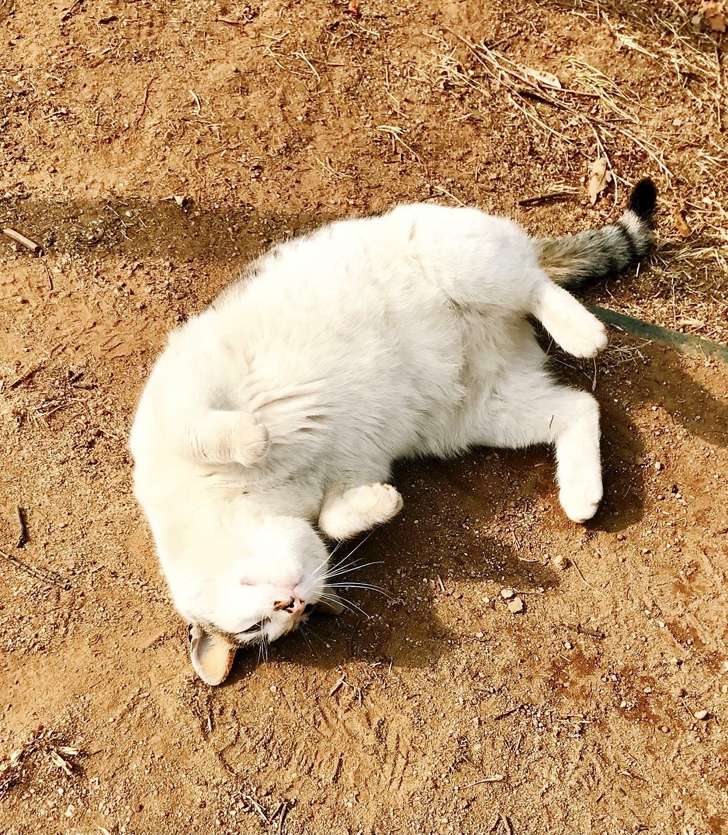 만도디아오님의 서재