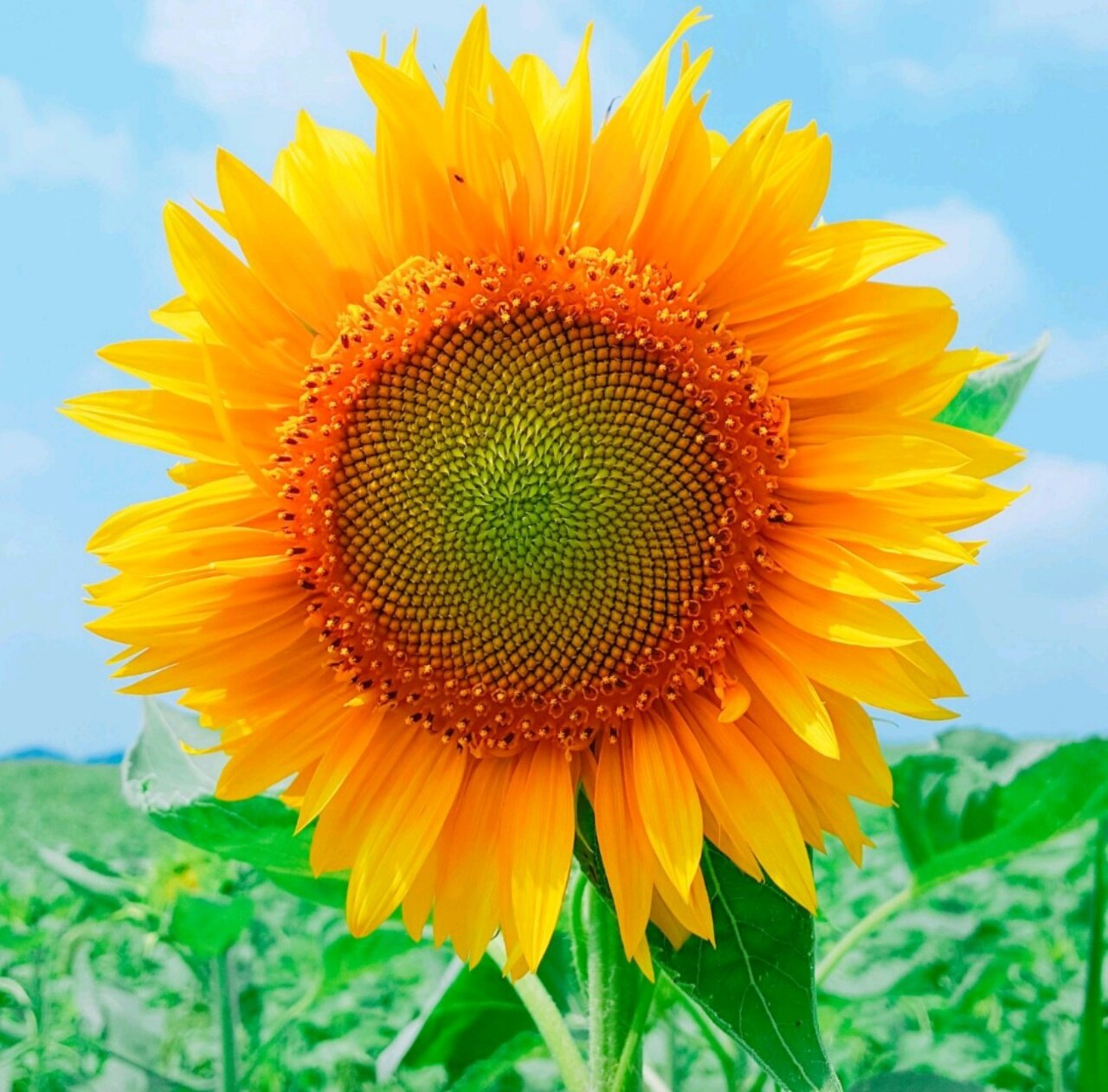 milujute0803님의 서재