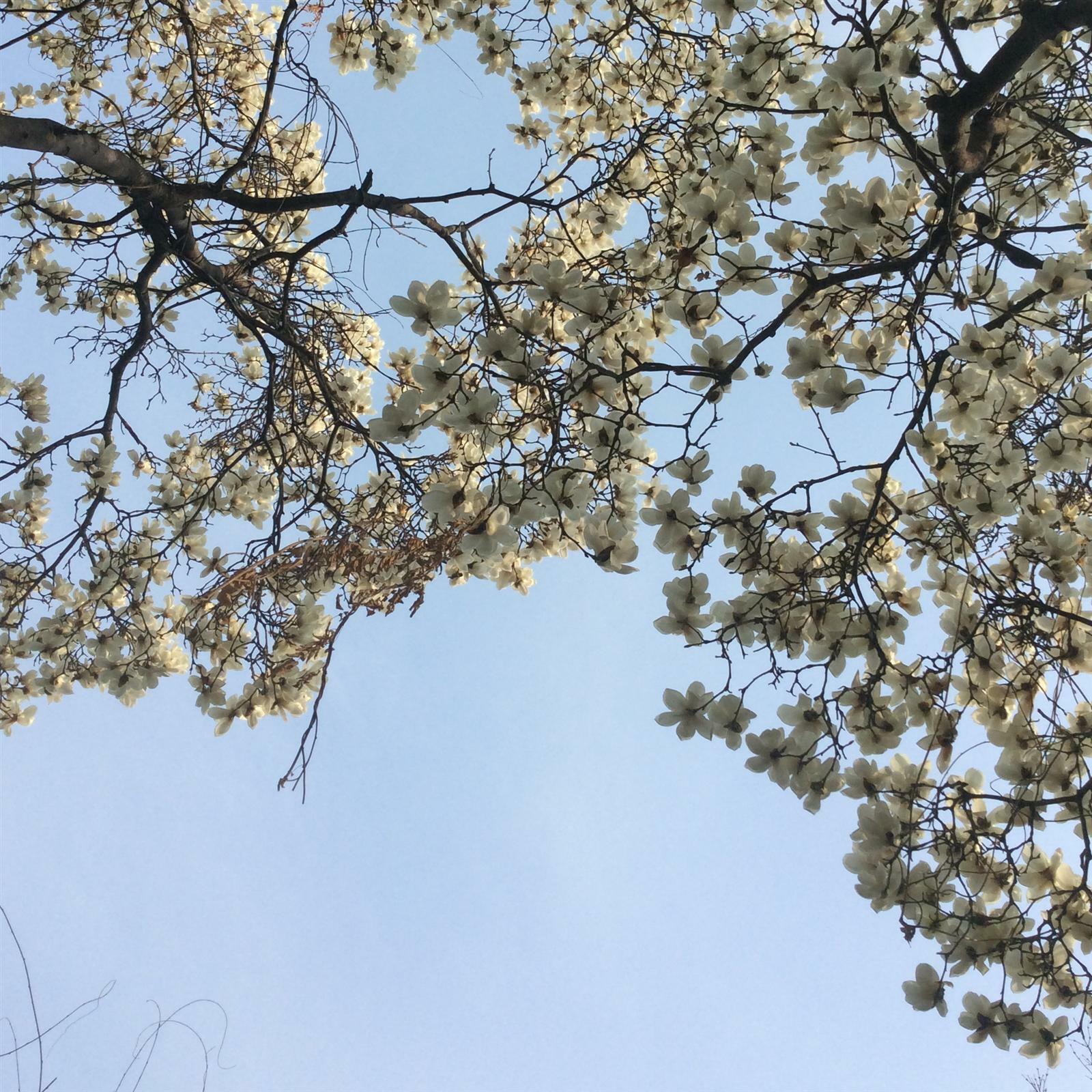 사과꽃향기님의 서재