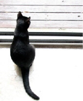 Nemos blog