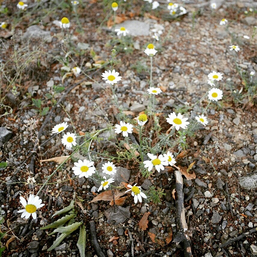 김간장 책장