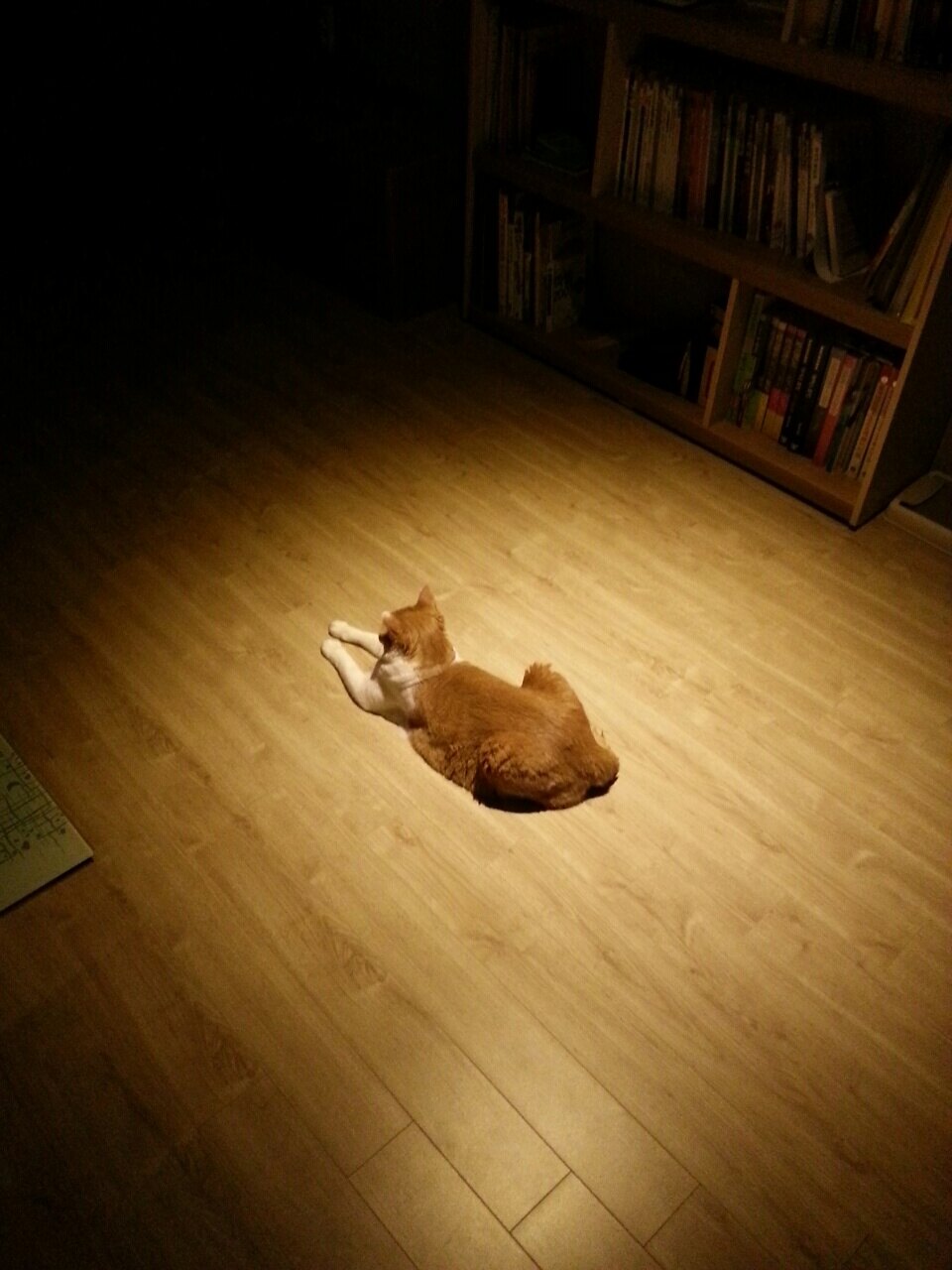생강나무님의 서재