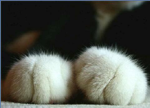 Satin doll의 서재