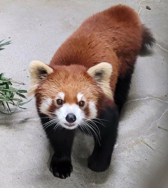 책읽는렛서판다의 공간