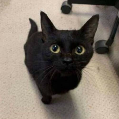 책냥이