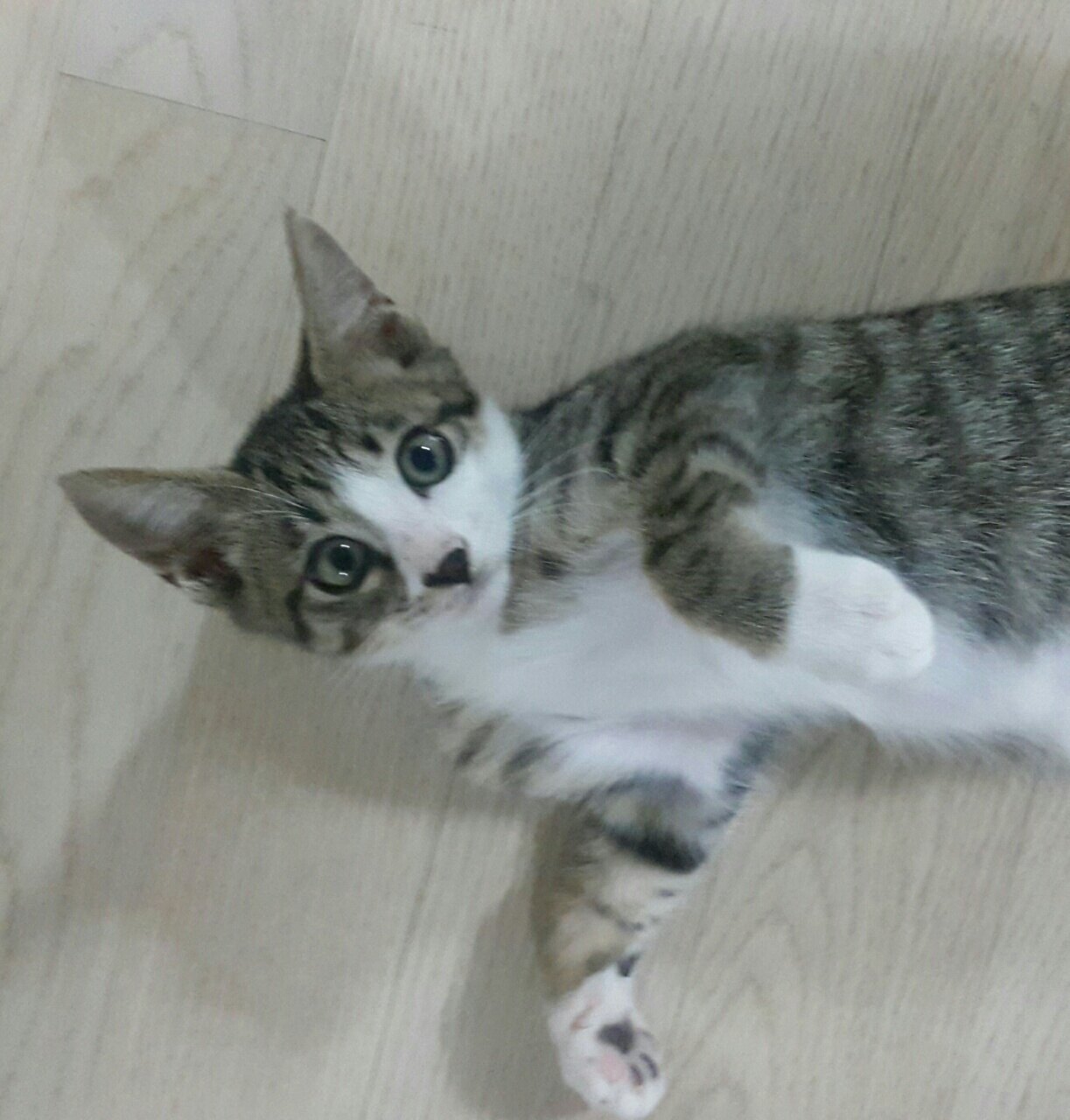 히폴리테님의 서재