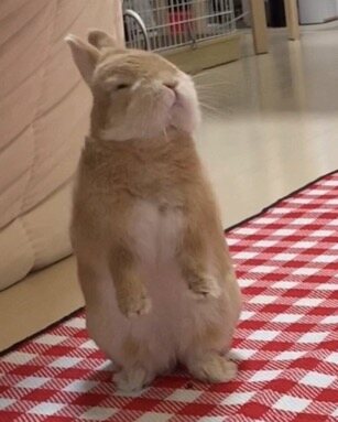 송편 사세요