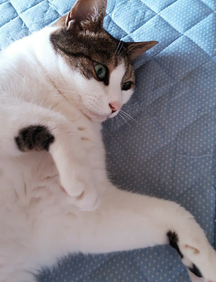 캉디드