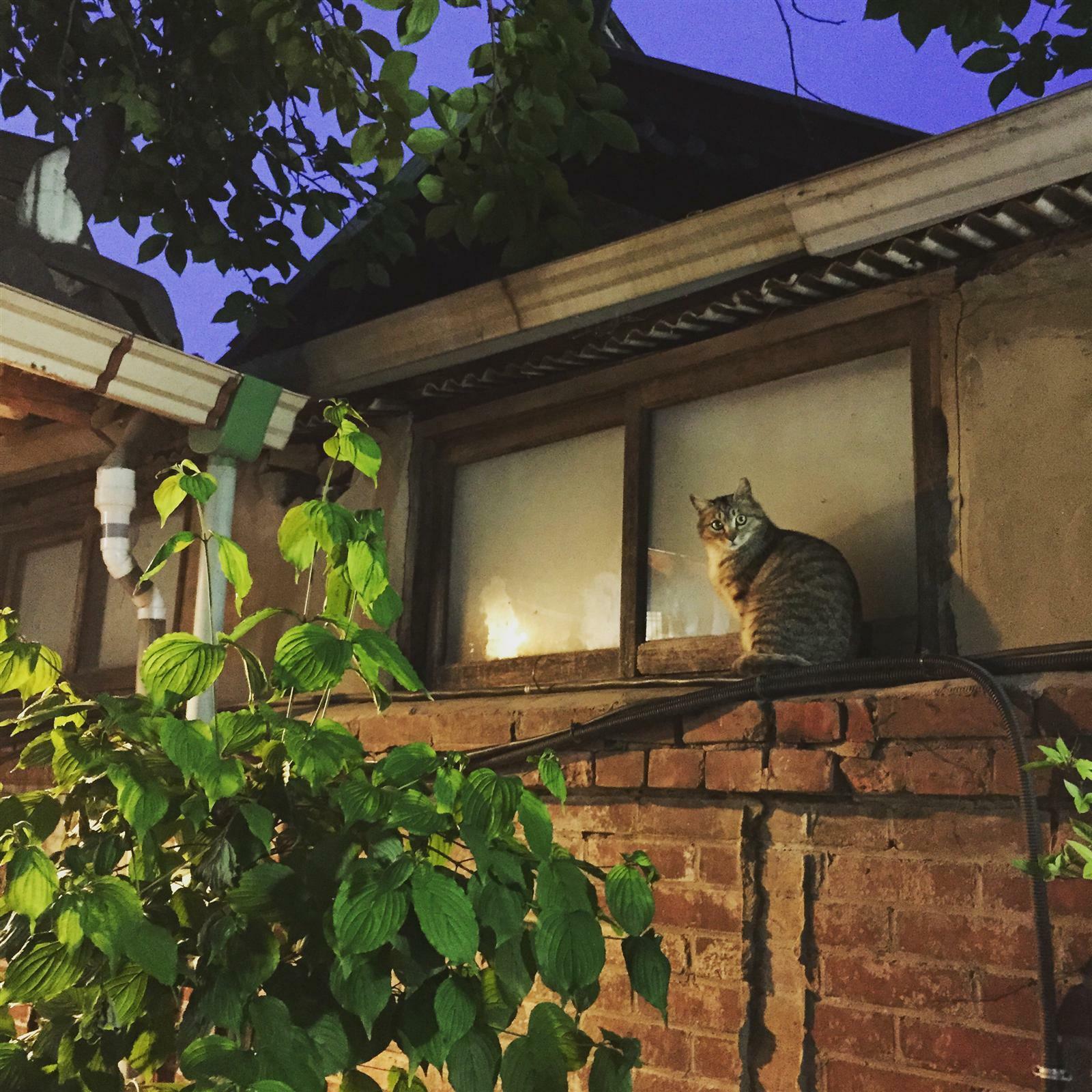 하나비님의 서재