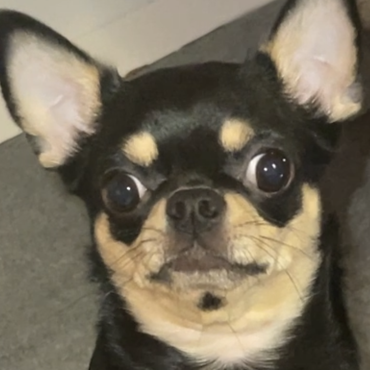 북친치와와