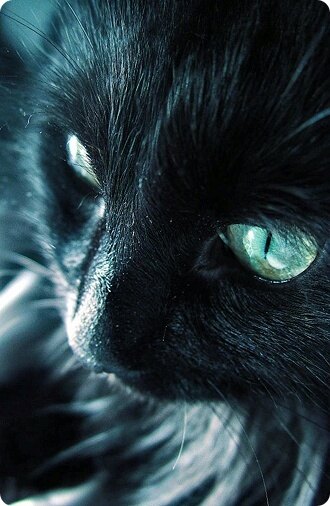 Black-Cat님의 서재