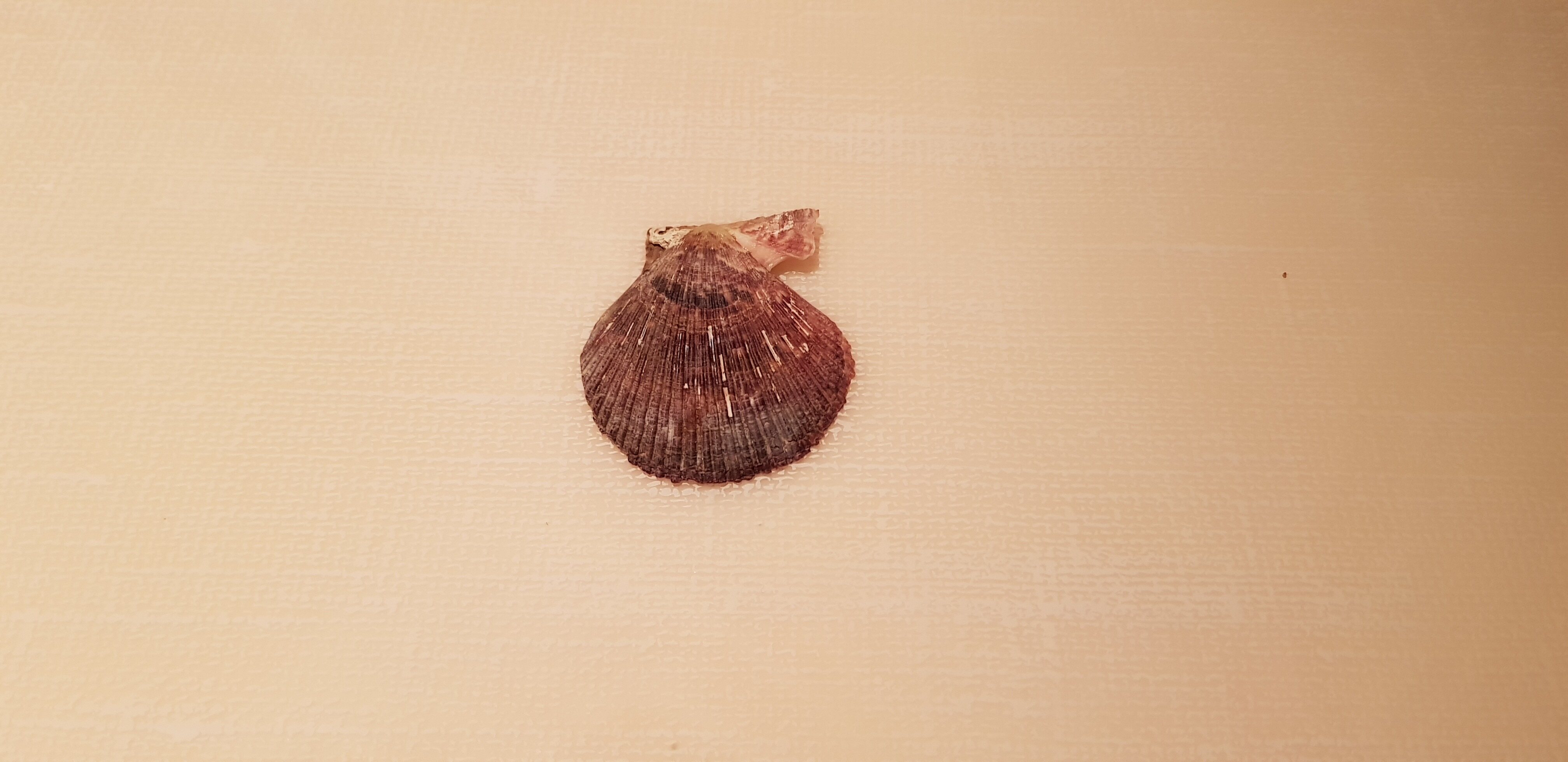 My Oyster_보물찾기