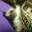 마니아 이미지