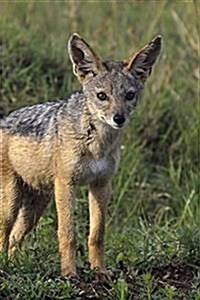 Young Jackal Pup Serengeti Park East Africa Journal: 150 Page Lined Notebook/Diary (Paperback)