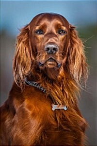 Gorgeous Copper Red Irish Setter Dog Journal: 150 Page Lined Notebook/Diary (Paperback)