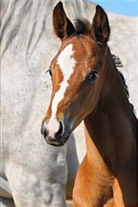 Portrait of a Sweet Bay Foal Horse Journal: 150 Page Lined Notebook/Diary (Paperback)