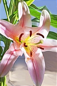 Website Password Organizer Daylily Flower Bloom: Password/Login/Website Keeper/Organizer Never Worry about Forgetting Your Website Password or Login A (Paperback)
