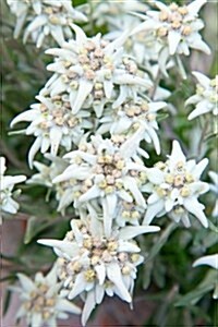 Lovely Edelweiss Leontopodium Alpinum Mountain Flower Journal: 150 Page Lined Notebook/Diary (Paperback)