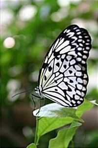 A Black and White Butterly Butterfly House Burggarten Vienna Austria Journal: 150 Page Lined Notebook/Diary (Paperback)