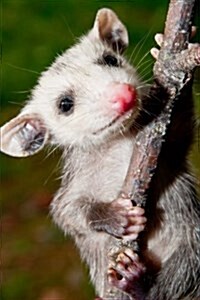 An Adorable Little Baby Opossum Journal: 150 Page Lined Notebook/Diary (Paperback)