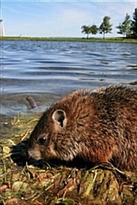 A Baby Groundhog in the Park Ottawa Ontario Canada Journal: 150 Page Lined Notebook/Diary (Paperback)