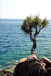 Ancient Little Cedar Spirit Tree Ojibwa Lake Superior Michigan USA Journal: 150 Page Lined Notebook/Diary (Paperback)