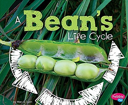 A Beans Life Cycle (Paperback)