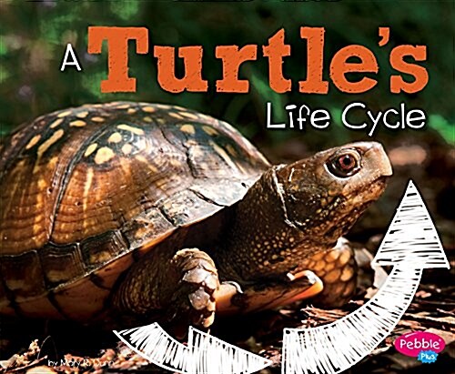 A Turtles Life Cycle (Paperback)