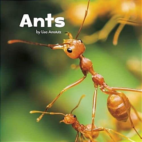 ANTS (Paperback)
