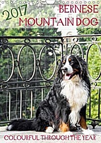 Bernese Mountain Dog - Colourful Through the Year 2017 : Portraits of a Bernese Mountain Dog (Calendar)