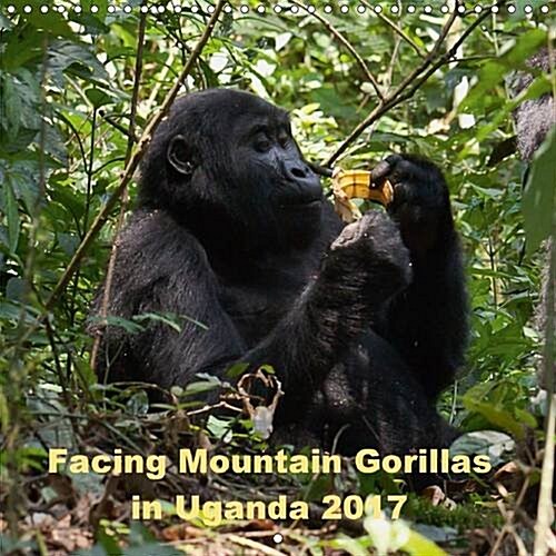 Facing Mountain Gorillas in Uganda 2017 : Trekking to the Habinyanja Gorilla Family in Biwindi Uganda (Calendar)