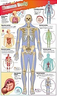 Dkfindout! Human Body Poster (Wallchart)