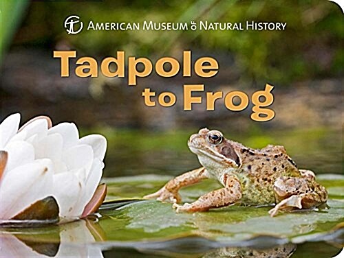 Tadpole to Frog (Board Books)