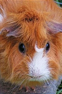 A Fluffy Cute Red and White Guinea Pig Pet Journal: 150 Page Lined Notebook/Diary (Paperback)