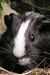 So Very Cute Black and White Guinea Pig Pet Journal: 150 Page Lined Notebook/Diary (Paperback)