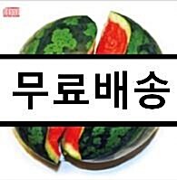 [중고] 씨 없는 수박 김대중 - 씨 없는 수박