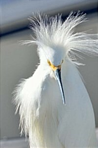 A Pretty White Snowy Egret Bird Journal: 150 Page Lined Notebook/Diary (Paperback)