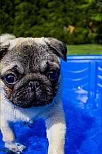 Sweet Fawn Colored Pug in a Wading Pool Puppy Dog Journal: 150 Page Lined Notebook/Diary (Paperback)