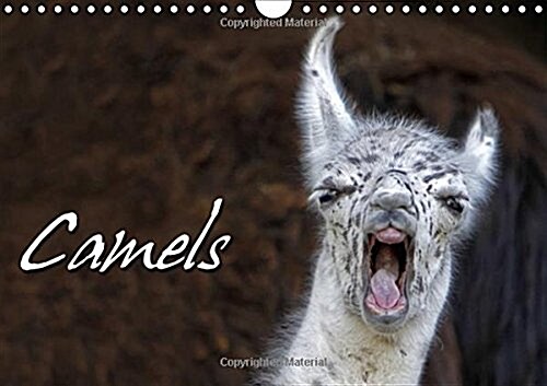 Camels / UK-Version 2018 : Expressive Portraits of Camels (Calendar, 5 ed)