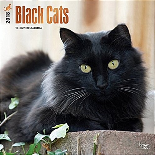 2018 Black Cats Wall Calendar (Wall)