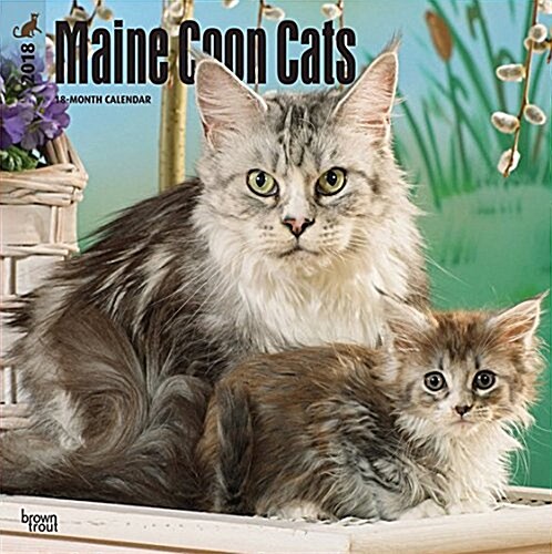 2018 Maine Coon Cats Wall Calendar (Wall)