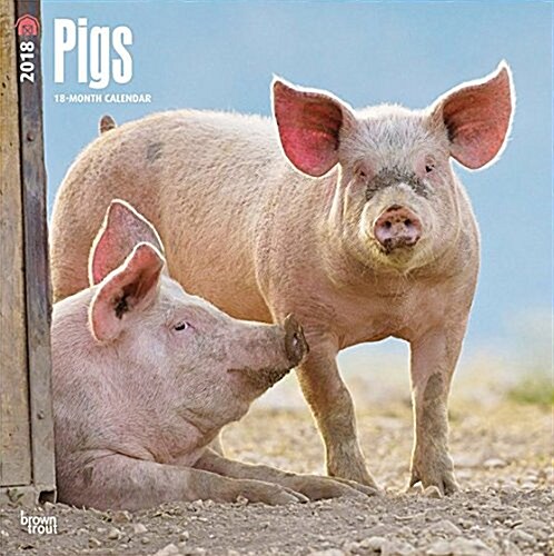2018 Pigs Wall Calendar (Wall)